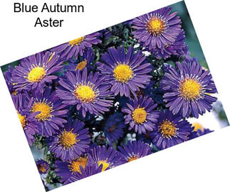 Blue Autumn Aster