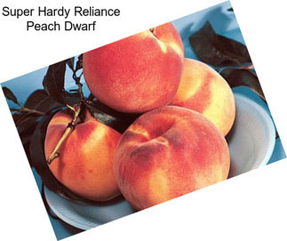 Super Hardy Reliance Peach Dwarf