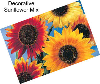 Decorative Sunflower Mix