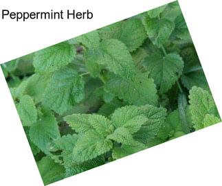 Peppermint Herb