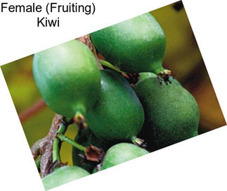 Female (Fruiting) Kiwi