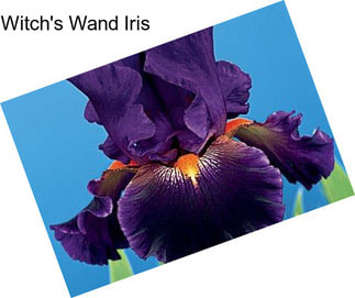 Witch\'s Wand Iris