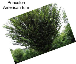 Princeton American Elm