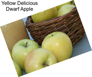 Yellow Delicious Dwarf Apple