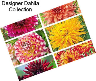 Designer Dahlia Collection
