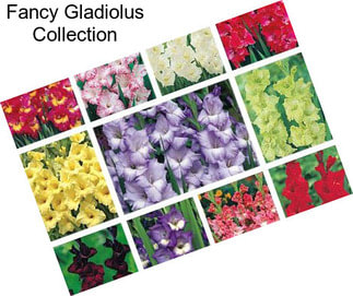 Fancy Gladiolus Collection