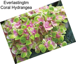 Everlastingtm Coral Hydrangea