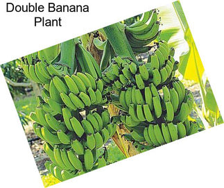 Double Banana Plant
