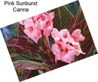 Pink Sunburst Canna