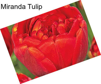 Miranda Tulip