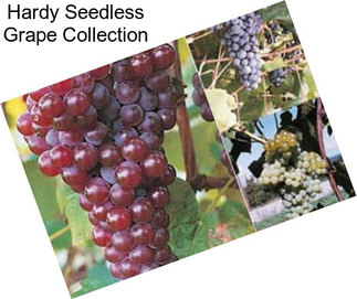 Hardy Seedless Grape Collection