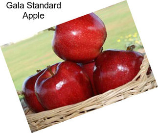 Gala Standard Apple