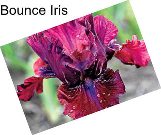 Bounce Iris