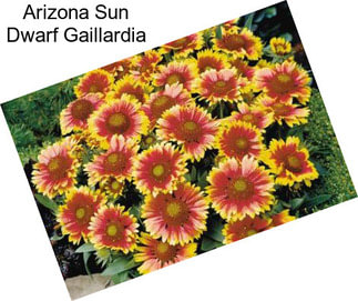 Arizona Sun Dwarf Gaillardia
