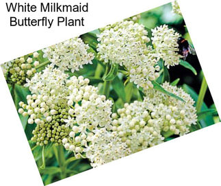 White Milkmaid Butterfly Plant