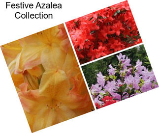 Festive Azalea Collection