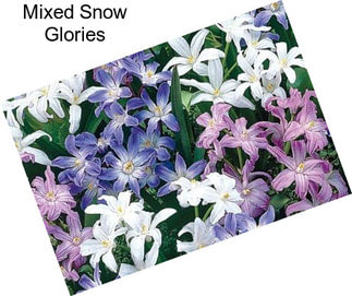 Mixed Snow Glories