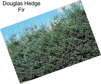Douglas Hedge Fir