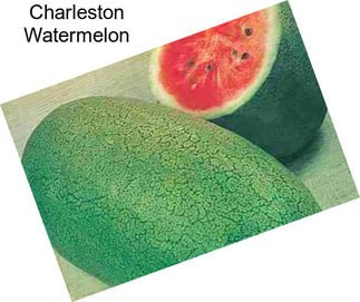 Charleston Watermelon