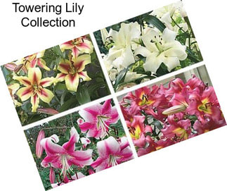 Towering Lily Collection