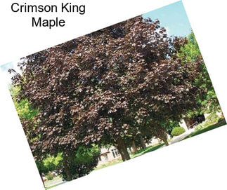 Crimson King Maple