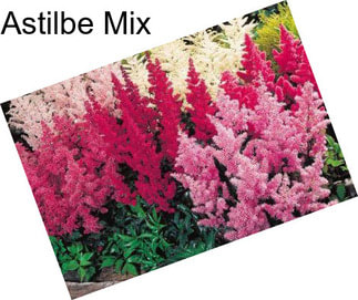 Astilbe Mix