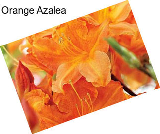 Orange Azalea