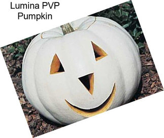 Lumina PVP Pumpkin