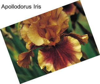 Apollodorus Iris