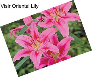 Visir Oriental Lily