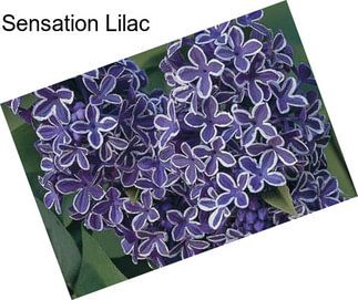 Sensation Lilac