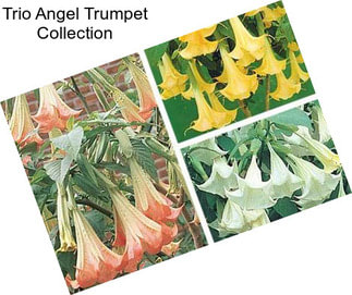 Trio Angel Trumpet Collection