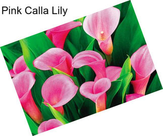 Pink Calla Lily