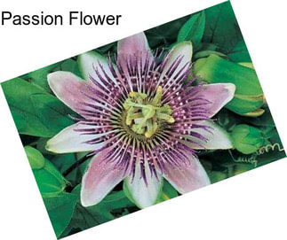 Passion Flower