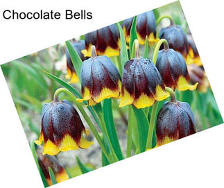 Chocolate Bells