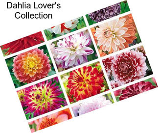 Dahlia Lover\'s Collection