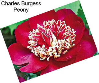 Charles Burgess Peony