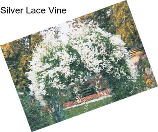 Silver Lace Vine