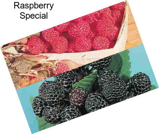 Raspberry Special