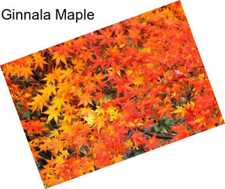 Ginnala Maple