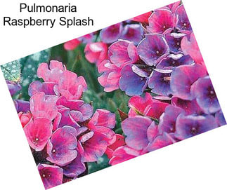 Pulmonaria Raspberry Splash