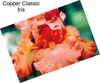 Copper Classic Iris