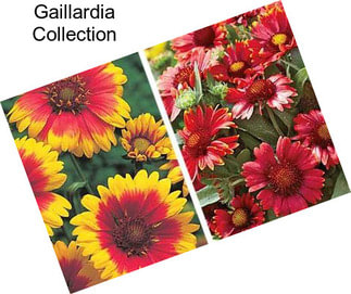 Gaillardia Collection