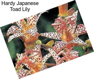 Hardy Japanese Toad Lily