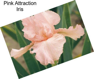 Pink Attraction Iris