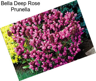 Bella Deep Rose Prunella