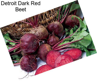 Detroit Dark Red Beet