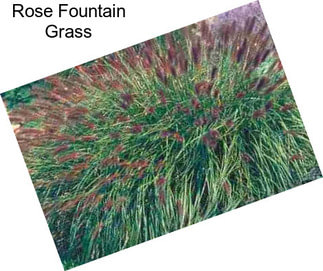 Rose Fountain Grass