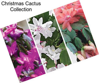 Christmas Cactus Collection