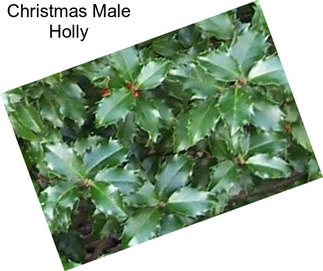 Christmas Male Holly